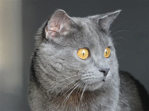 CHARTREUX CAT at The Great Cat in History, Art and Literature