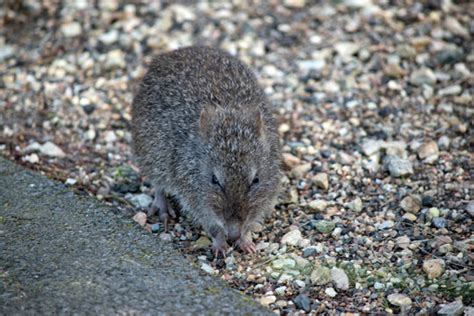 Potoroo Images – Browse 218 Stock Photos, Vectors, and Video | Adobe Stock