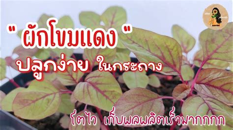 วิธีปลูกผักโขมแดงในกระถาง เพาะจากเมล็ด เพาะง่ายงอกไว เก็บผลผลิตเร็ว ...