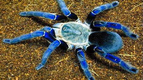 Top 10 Most Venomous Spiders | Simply Amazing Stuff