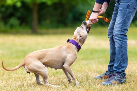 Premium Photo | Training of puppy pitbull on the training center outside