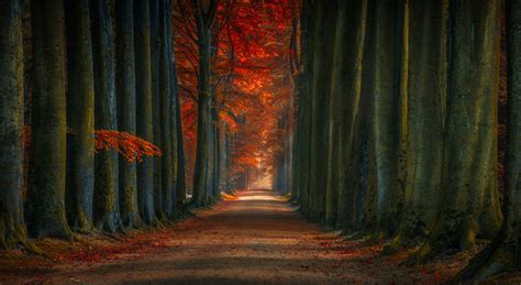 Beautiful Tree-Lined Road Wallpaper, HD Nature 4K Wallpapers, Images ...