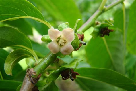 Diospyros Lotus - Fioritura mellifera per api e farfalle