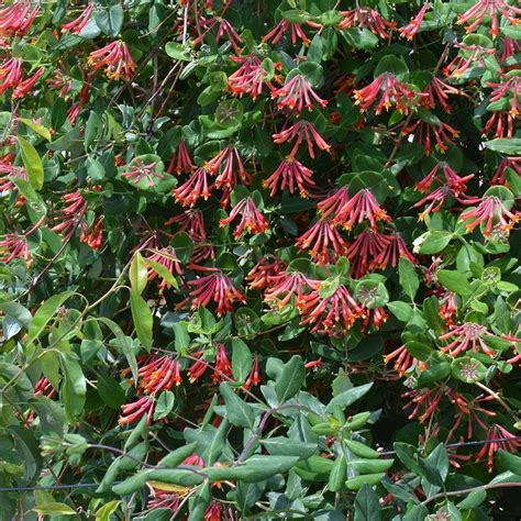 Lonicera sempervirens 'Major Wheeler' Sempervirens, Garden Vines ...