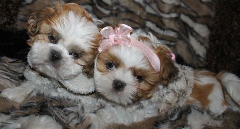 Malshi Available Puppies