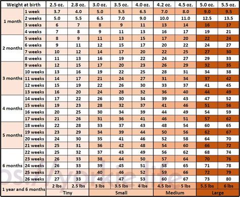 Yorkie Growth Chart and Development Stages