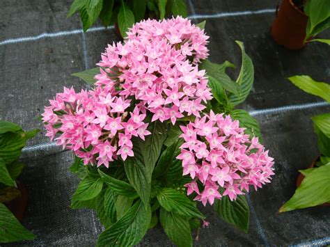 Pentas the Plant for 2012 – Gardeners Tips