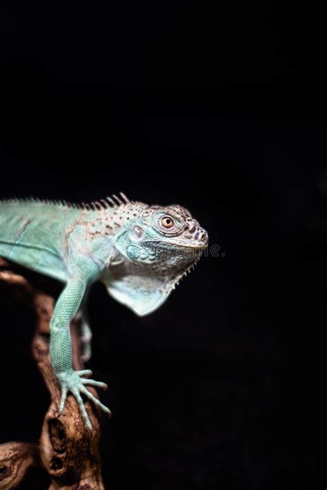 Green Lizard Long Tail Standing on a Piece of Wood Dof Sharp Focus Space for Text Macro Reptile ...