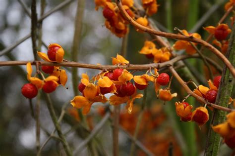 Oriental Bittersweet Plant Profile