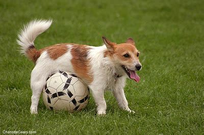 Dog Playing Soccer | Funny Photos 2012 | Funny-Cute Animals