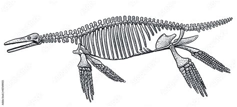 Ichthyosaurus skeleton, illustration, drawing, engraving, ink, line art, vector Stock Vector ...