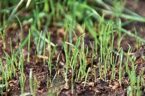 How to Plant Grass Seed