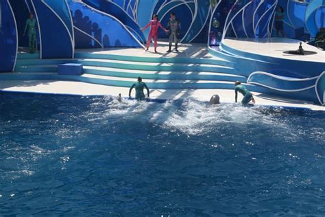 Sea World Dolphin Show