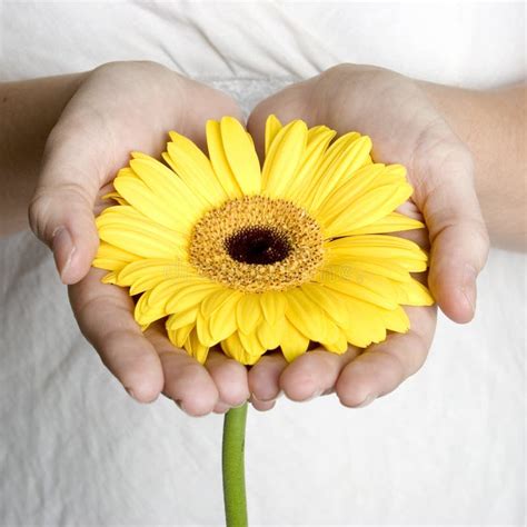 Hands Holding Flower Stock Photo - Image: 3270570