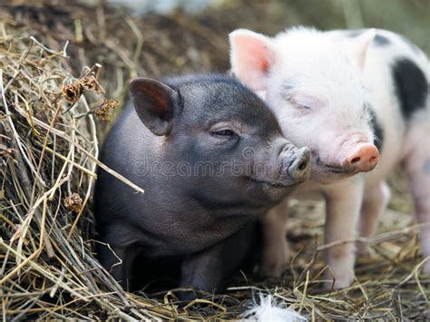 Cute Little Pigs in the Farm. Portrait of a Pig Stock Photo - Image of ...