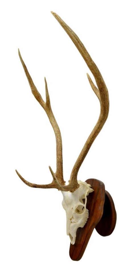 118: MESQUITE MOUNTED AXIS DEER SKULL & ANTLERS