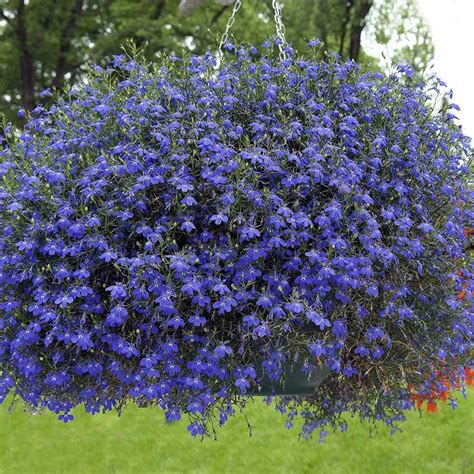 Lobelia Seeds - Lobelia Erinus Blue Carpet Ground Cover Seed