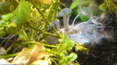 Vampire Shrimp: Care, Food & Lifespan & Tank Mates