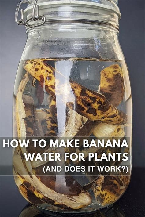 How to Make Banana Water for plants and Does it Work?