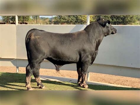 Lot #5364 Brangus Bull - J&J Cattle Co