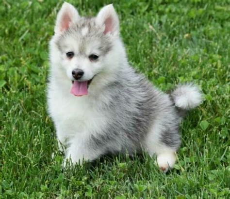 Pomsky Adoption- All You Need to Know Before Adopt a Pomsky