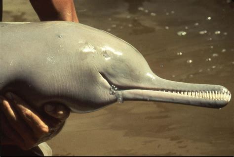 The Ganges River Dolphin lives in extremely murky water. And thus has ...