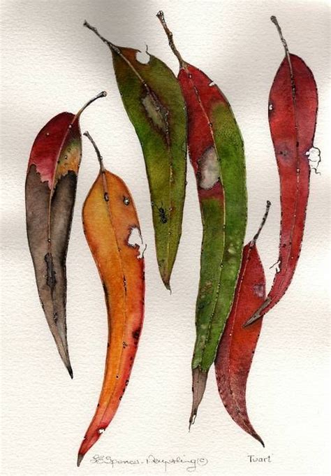 australian native flowers watercolour - Google Search: | Australian colours, Flower art ...