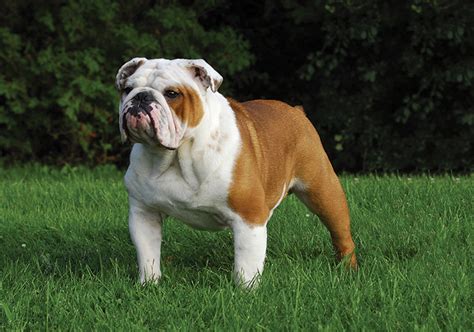 How Do English Bulldogs Live