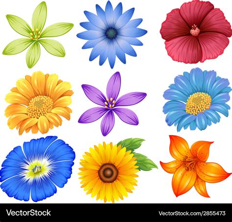 Colourful flowers Royalty Free Vector Image - VectorStock