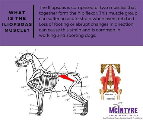 What is the Iliopsoas and How does it Affect your Dog's Performance?