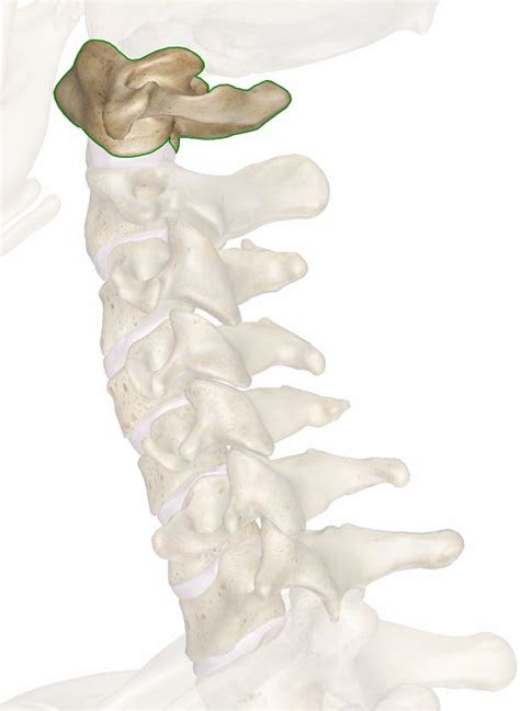 The C1 Vertebra: Anatomy and 3D Illustrations