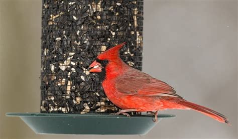 The Best Bird Seed for Cardinals in 2022- Bird Nature