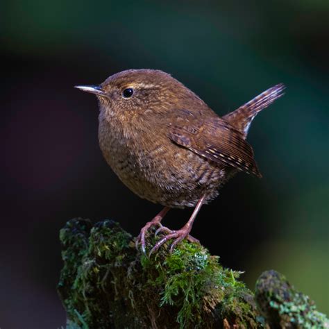 Pacific Wren — Eastside Audubon Society