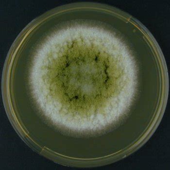 Aspergillus flavus