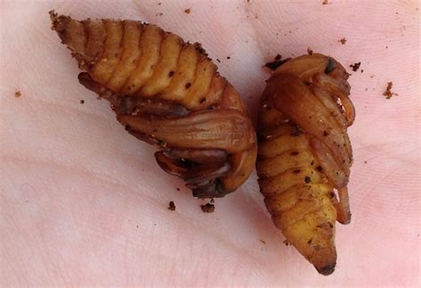 Probably Scarab Beetle Pupae - What's That Bug?