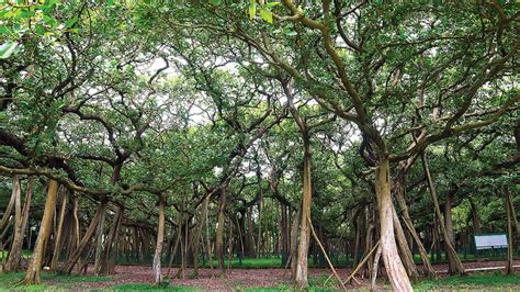 Botanical Garden | The history of Howrah Botanical Garden - Anandabazar