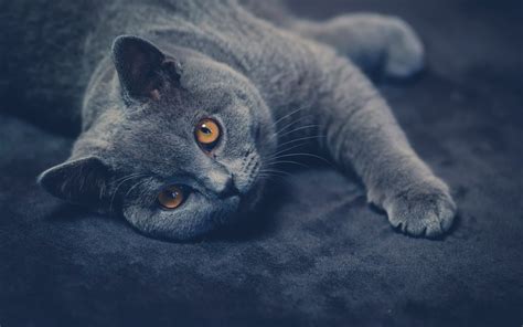 cat, Animals Wallpapers HD / Desktop and Mobile Backgrounds