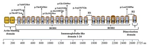 The ceRNA network of FLNC gene. (A) Yellow ellipse represents FLNC ...