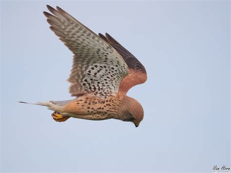 Female Common Kestrel in Flight