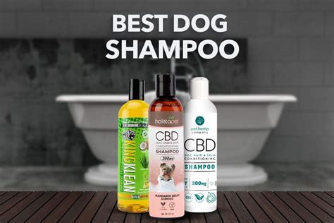 Best Dog Shampoo: The Ultimate Guide | Observer