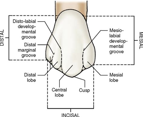 13: Canines | Pocket Dentistry