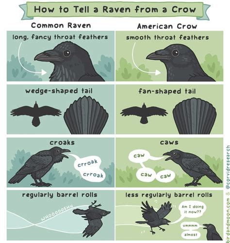 How to tell a Common Raven from an American Crow : coolguides