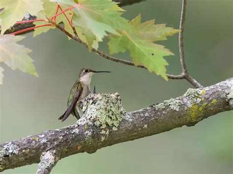 Ruby-throated Hummingbird Nesting (Behavior, Eggs +… | Birdfact