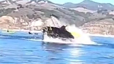 Watch: Shocking moment kayakers are almost swallowed by whale | Metro Video