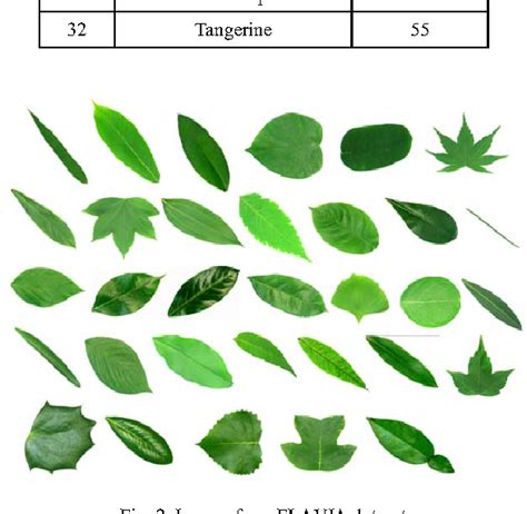 Plant Identification By Picture - PictureMeta