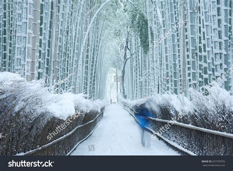 Arashiyama Bamboo Forest Winter Stock Photo 657705976 | Shutterstock