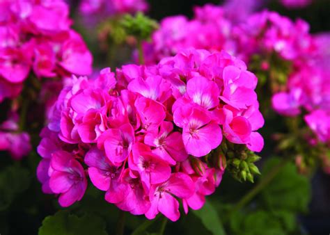 Callused Geranium Cuttings: Tips For Successful Rooting - Greenhouse Grower