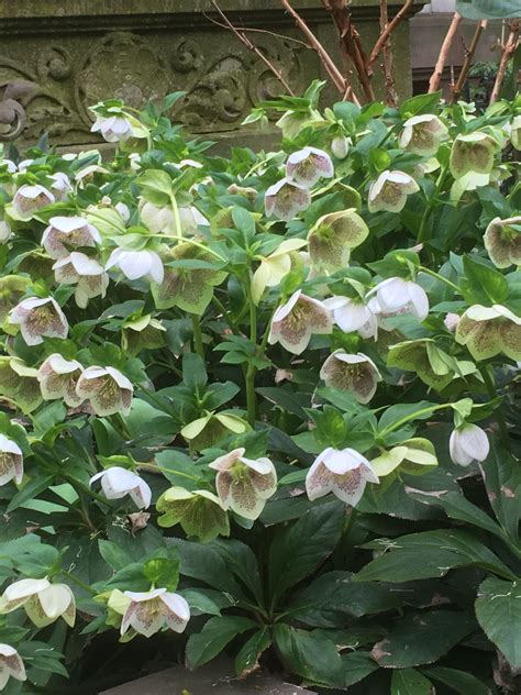 Hellebores | Shade garden plants, Flowers perennials, Cottage front garden