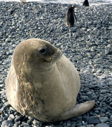 PINNIPED - SEAL - WEDDEL SEALS - ANTARCTICA (2).jpg photo - Coke & Som Smith photos at pbase.com