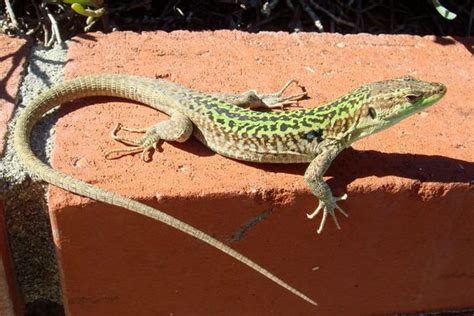 Italian Wall Lizard Facts and Pictures | Reptile Fact